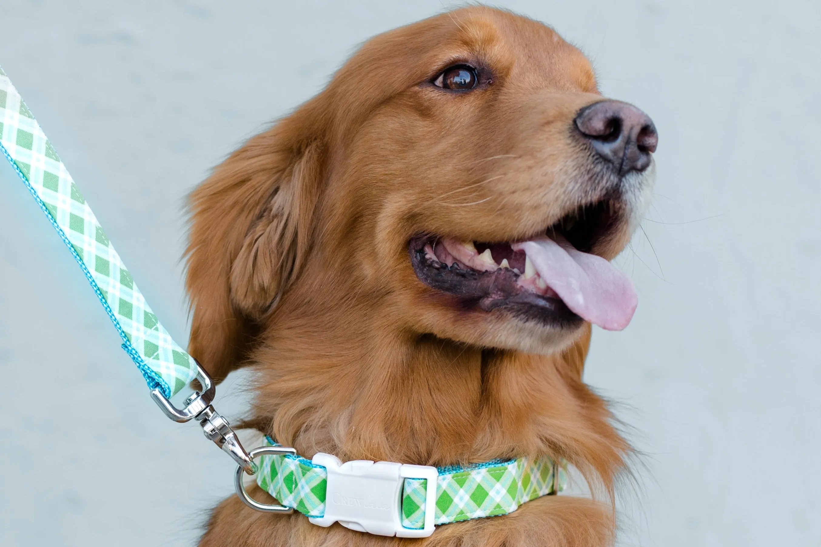 Limeade Plaid Dog Collar